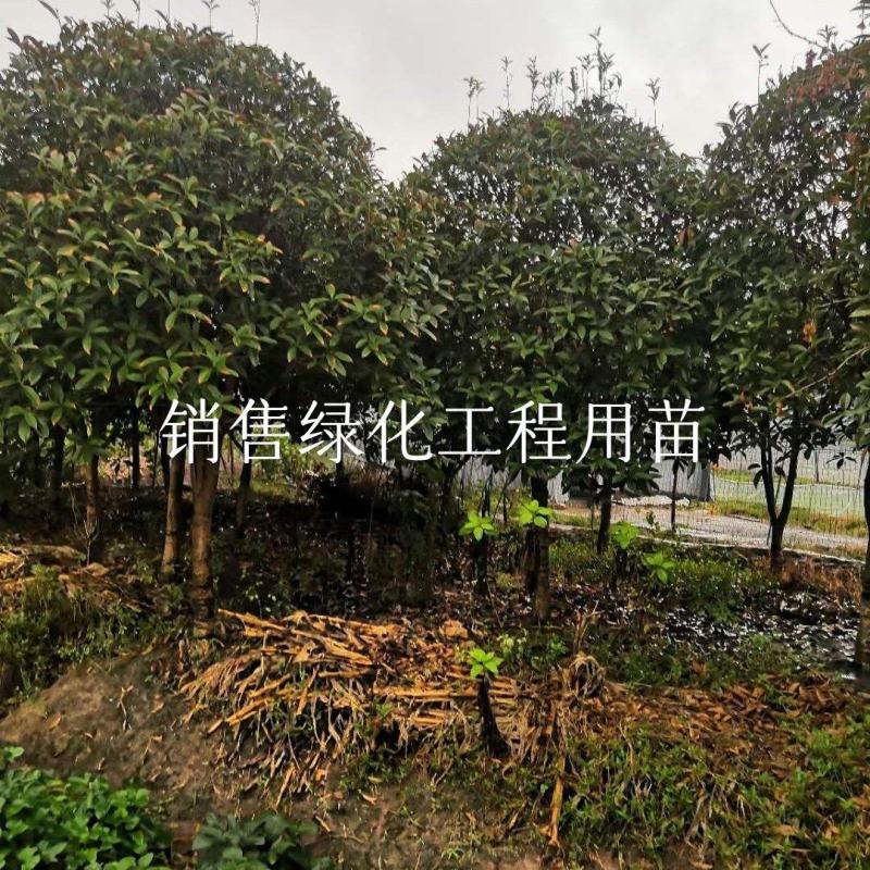 金桂