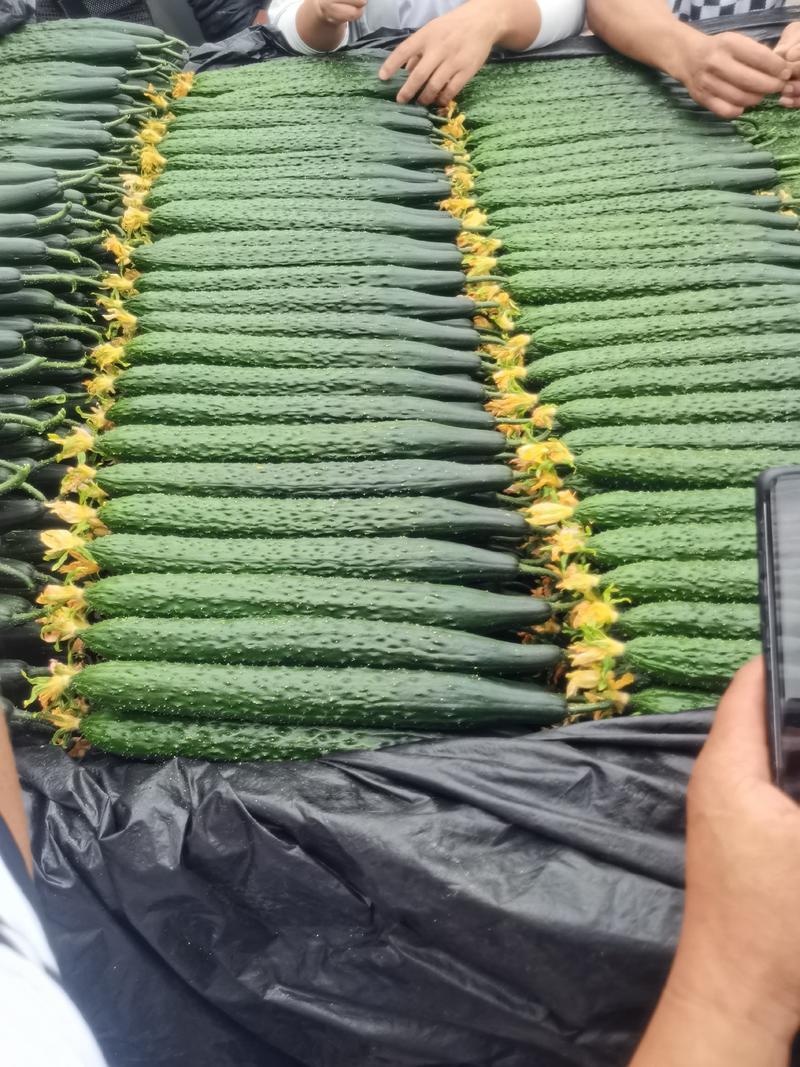 密刺黄瓜大量供应新鲜上市品质保证顶花带刺