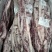 澳洲1265厂奥康纳谷饲安格斯全牛牛排烤肉火锅部位肉