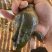 牛蛙