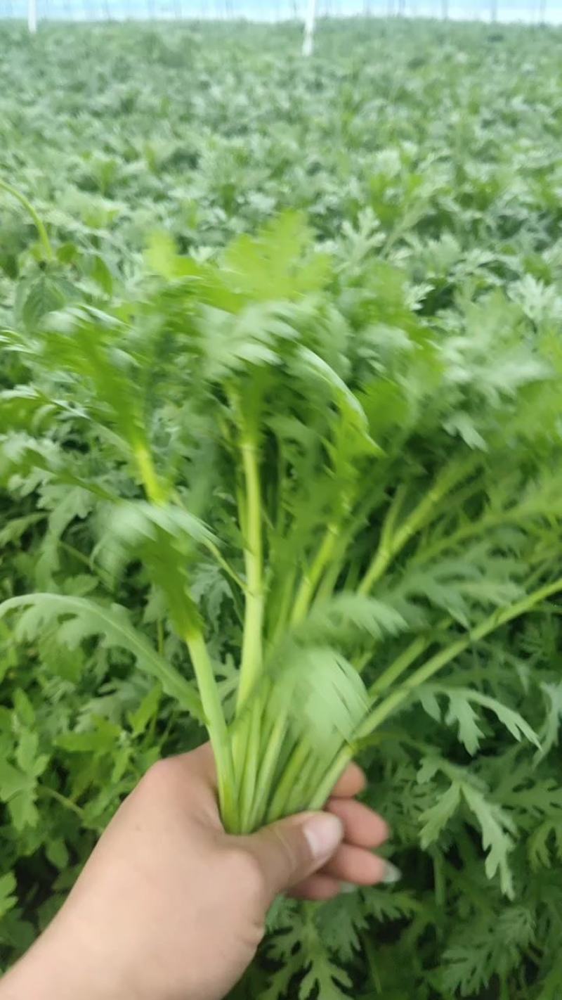 茼蒿菜。超低价出售，放心蔬菜，包装、上车。批发零售，