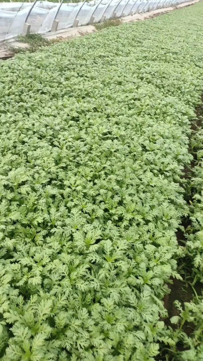 茼蒿菜。超低价出售，放心蔬菜，包装、上车。批发零售，