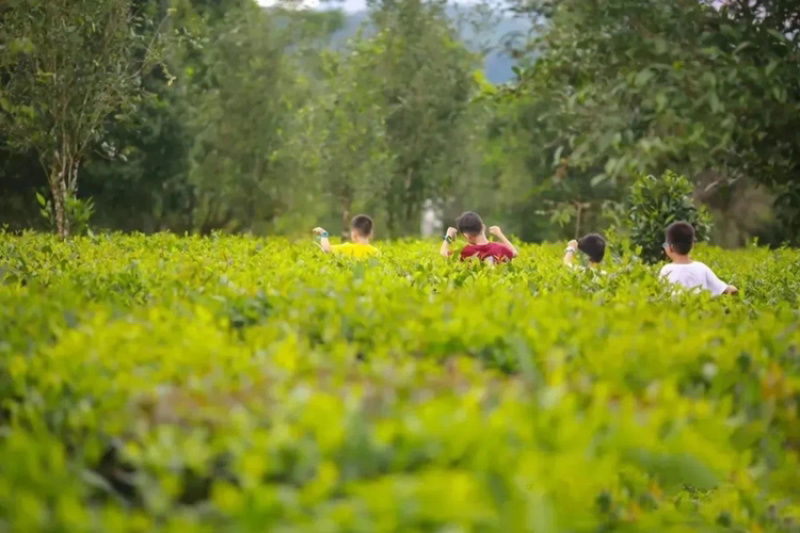 英山茶叶，高山云雾茶，自产自销，欢迎选购，口粮款，推荐