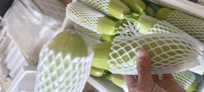 【西葫芦】精品绿皮西葫芦原产地直发供应全国市场电商
