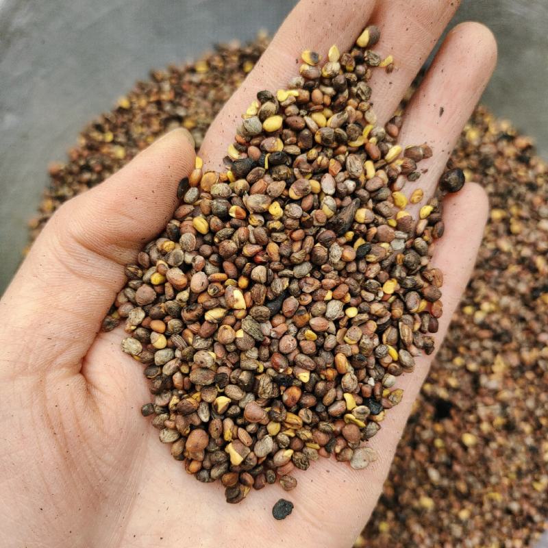 炒莱菔子，炒萝卜子，炙莱菔子，炙萝卜子，颜色好无杂质无硫
