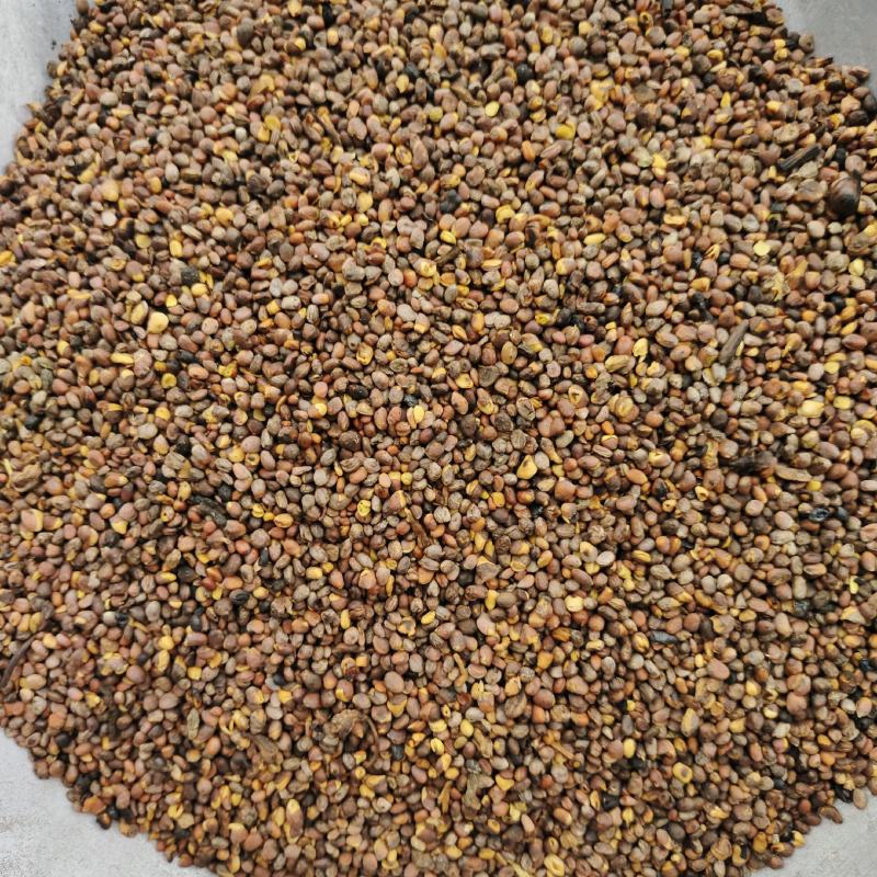 炒莱菔子，炒萝卜子，炙莱菔子，炙萝卜子，颜色好无杂质无硫
