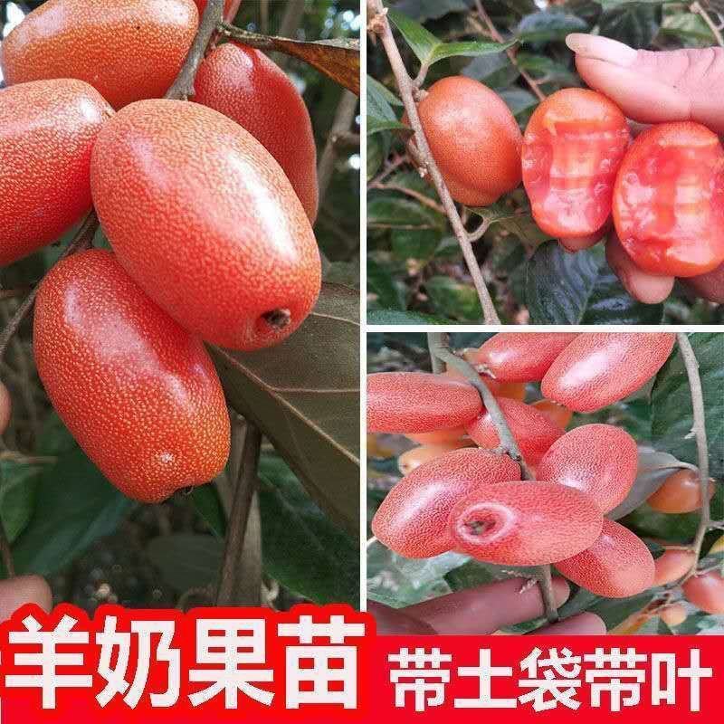 羊奶果德甜二号新品纯甜特大果树耐寒叶云南羊奶果果树苗南方