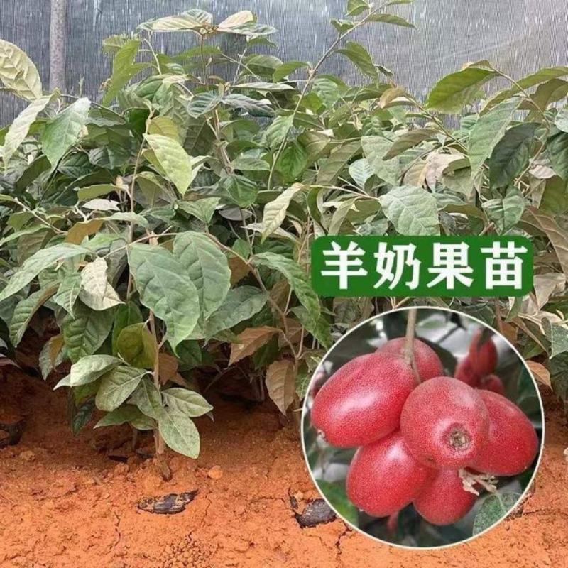 羊奶果德甜二号新品纯甜特大果树耐寒叶云南羊奶果果树苗南方