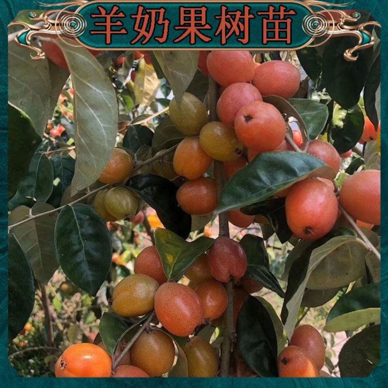 羊奶果德甜二号新品纯甜特大果树耐寒叶云南羊奶果果树苗南方