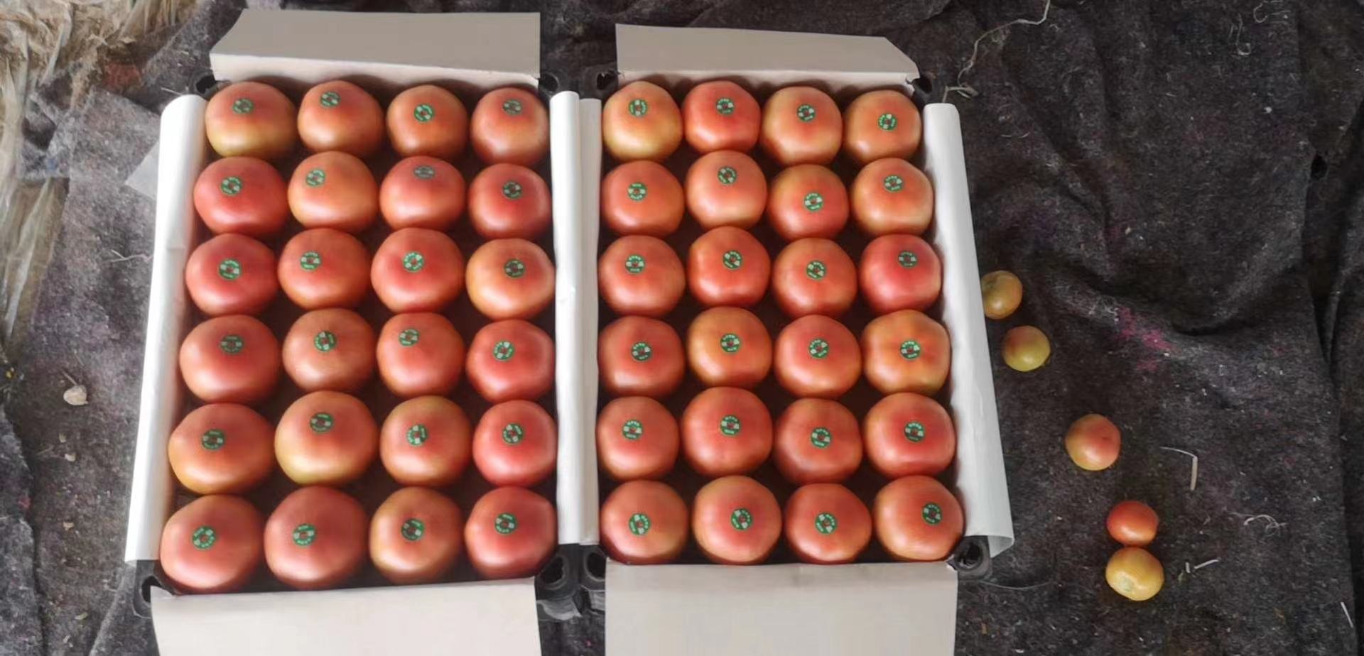 三原西红柿采收现场与质量检测流程