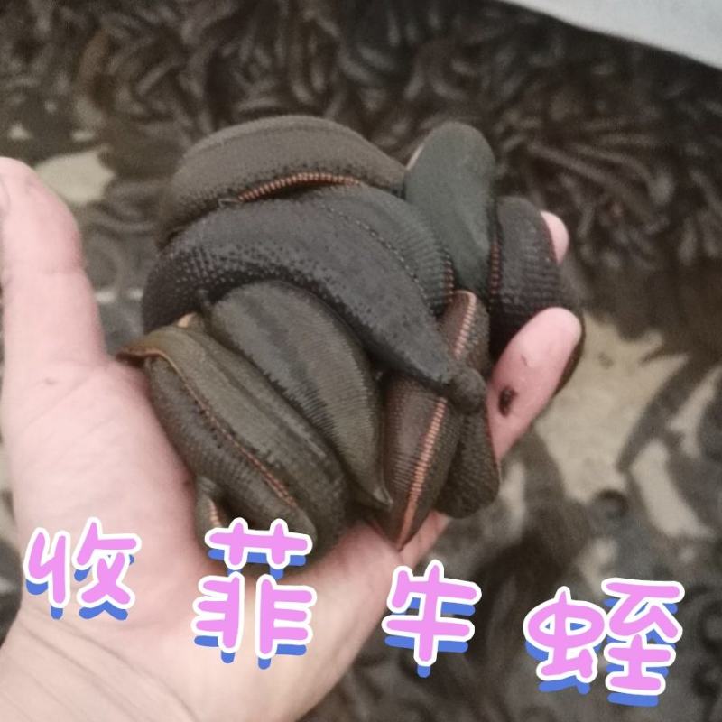 菲牛蛭，干货水蛭，规格齐全，个头均匀，水蛭素含量.
