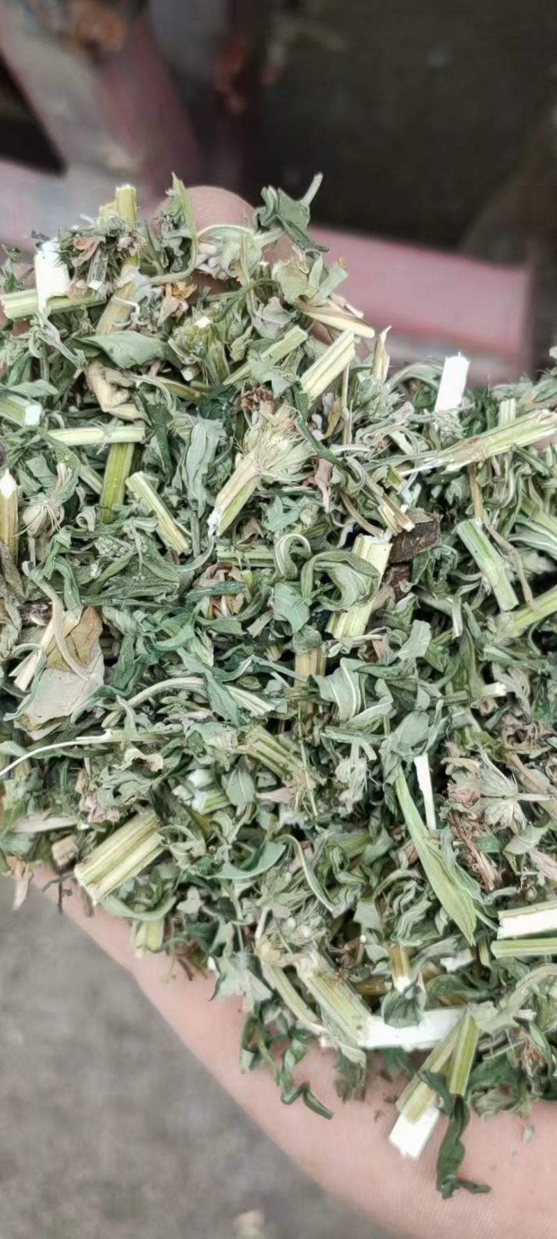 益母草新货产地鲜货干货