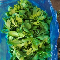 精品大叶茼蒿头你值得拥有的蔬菜