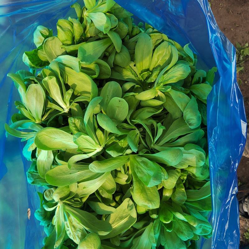 精品大叶茼蒿头你值得拥有的蔬菜