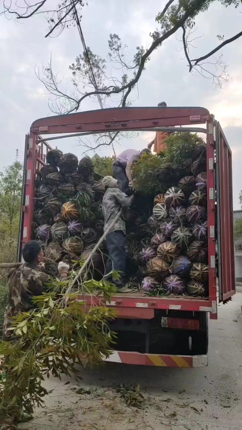 湖南永州金丝楠木树苗批发规格齐全产地直发量大价优