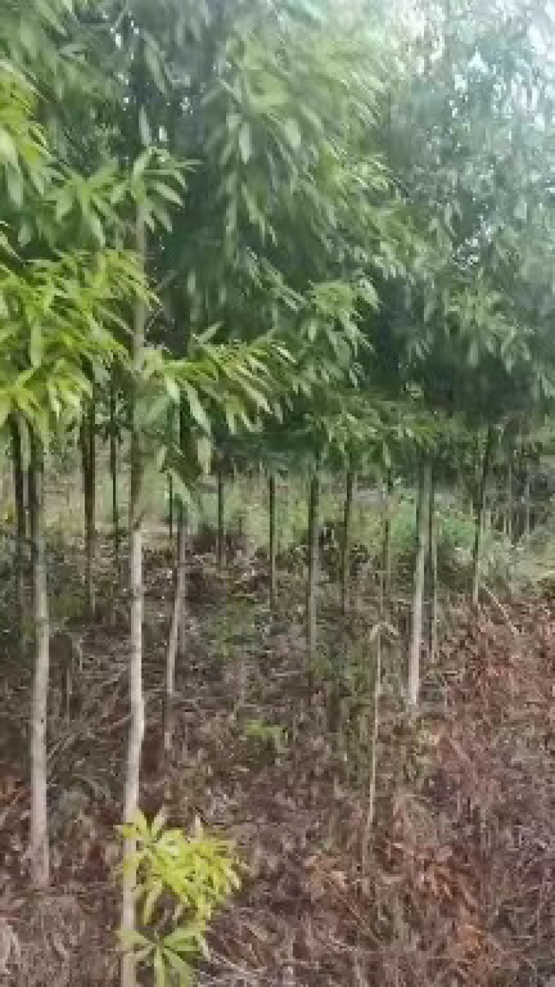 湖南永州金丝楠木树苗批发规格齐全产地直发量大价优