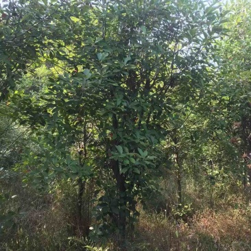 湖南永州红叶石楠树大量批发一手货源自产自销联系