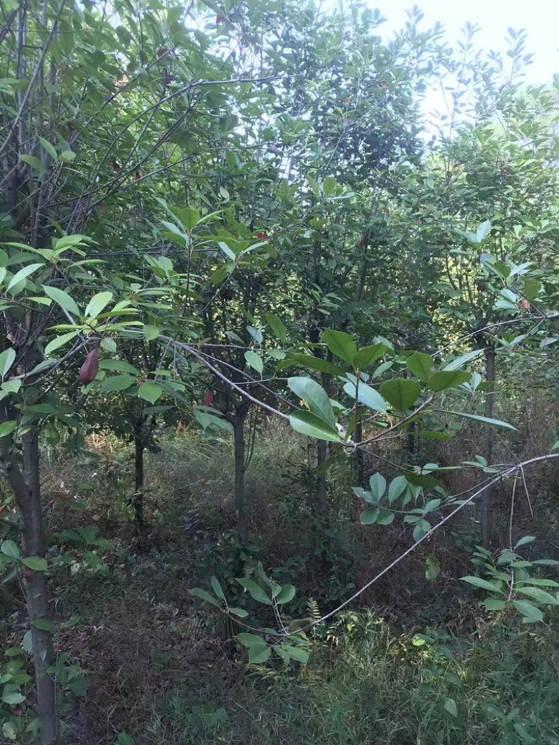 湖南永州红叶石楠树大量批发一手货源自产自销联系
