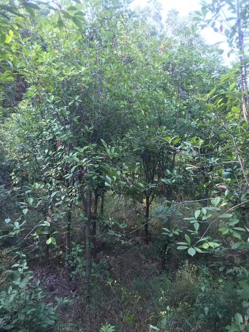 湖南永州红叶石楠树大量批发一手货源自产自销联系