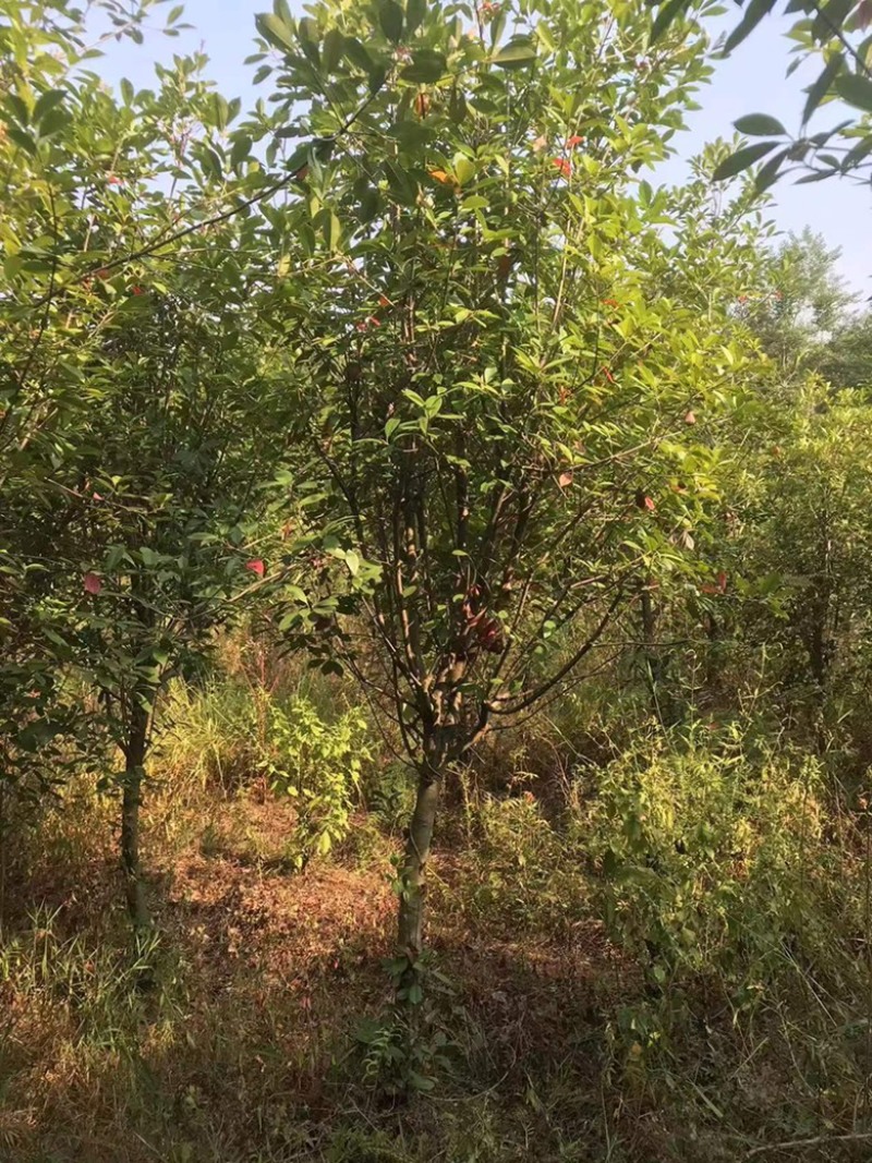 湖南永州红叶石楠树大量批发一手货源自产自销联系