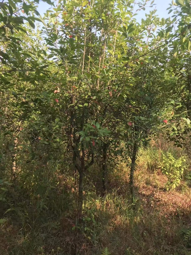 湖南永州红叶石楠树大量批发一手货源自产自销联系