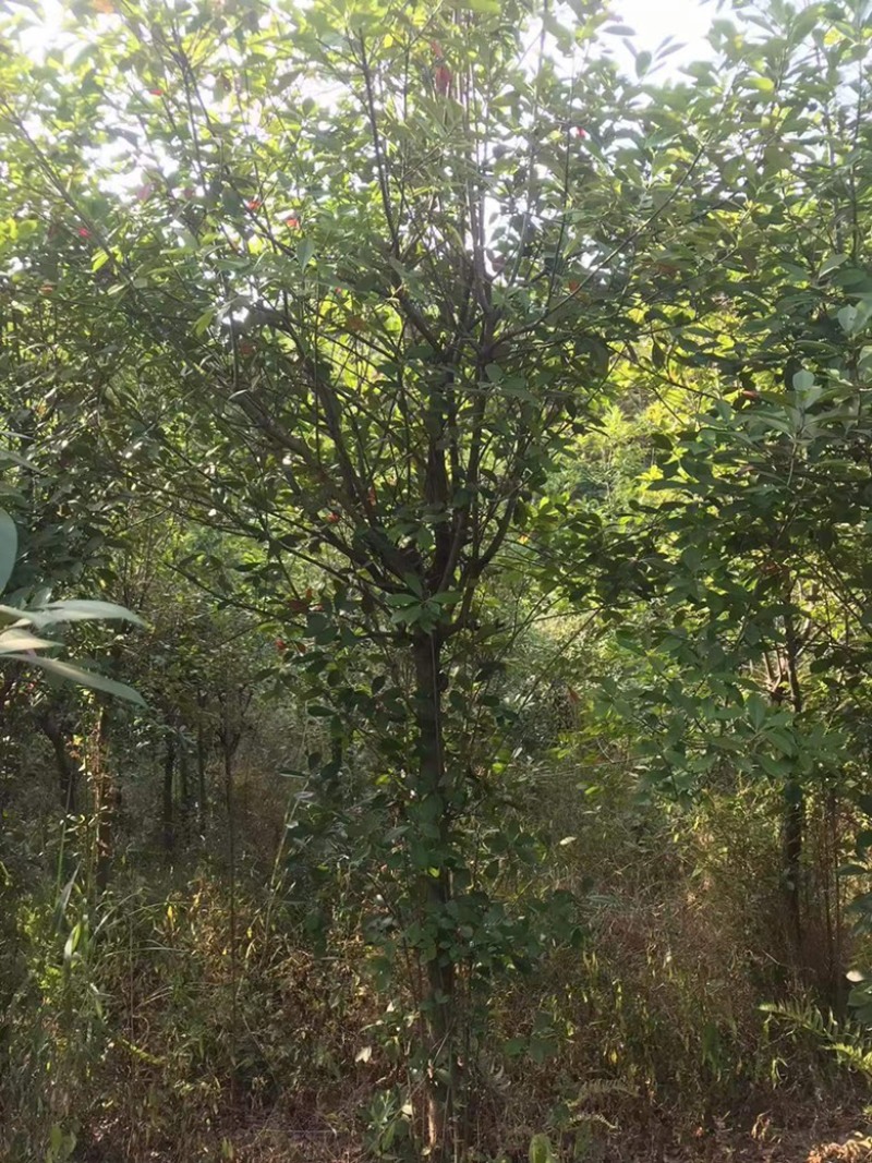 湖南永州红叶石楠树大量批发一手货源自产自销联系