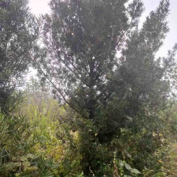 湖南永州罗汉松各种规格齐全量大批发产地直发
