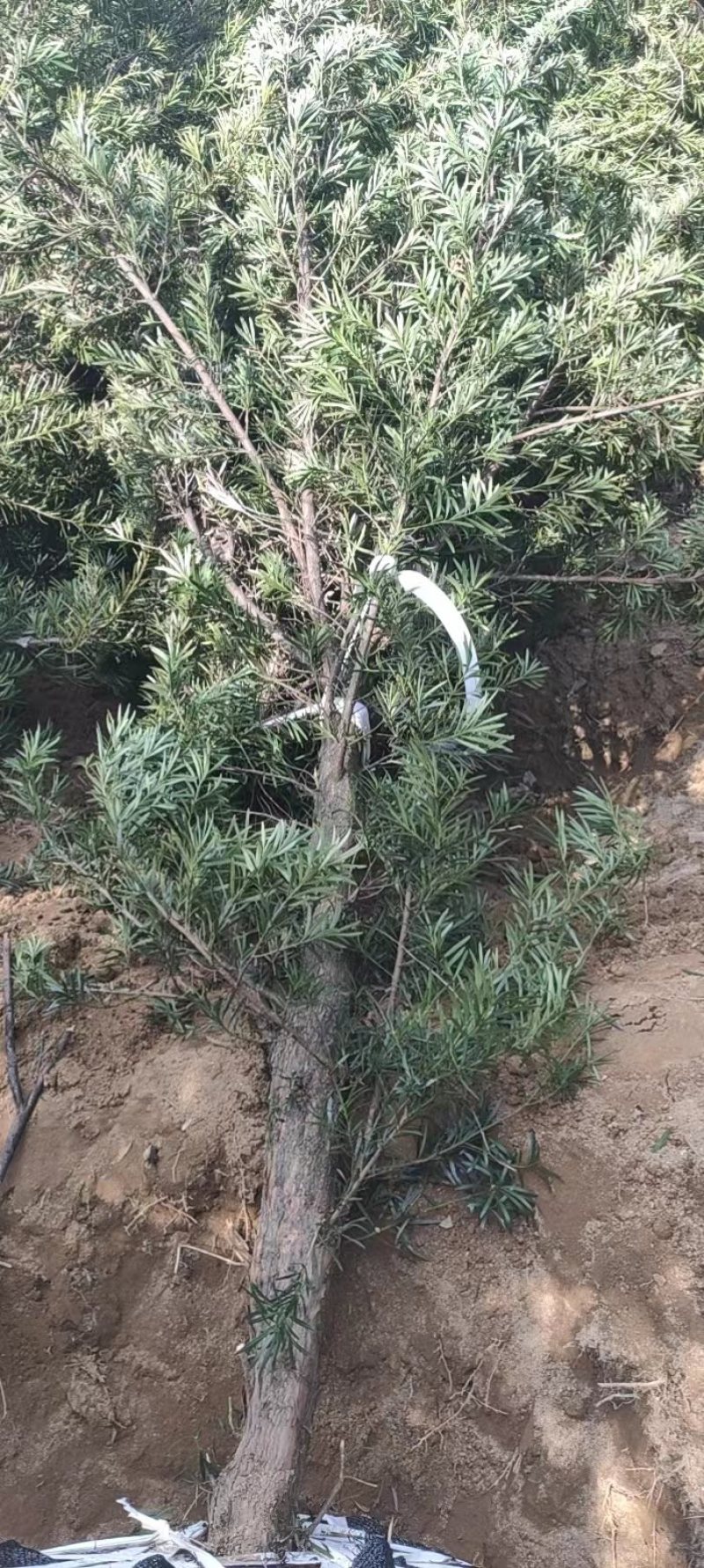 湖南永州罗汉松各种规格齐全量大批发产地直发