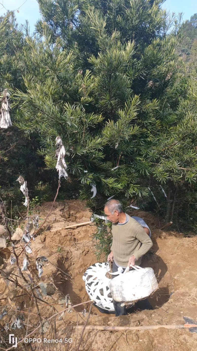 湖南永州罗汉松各种规格齐全量大批发产地直发