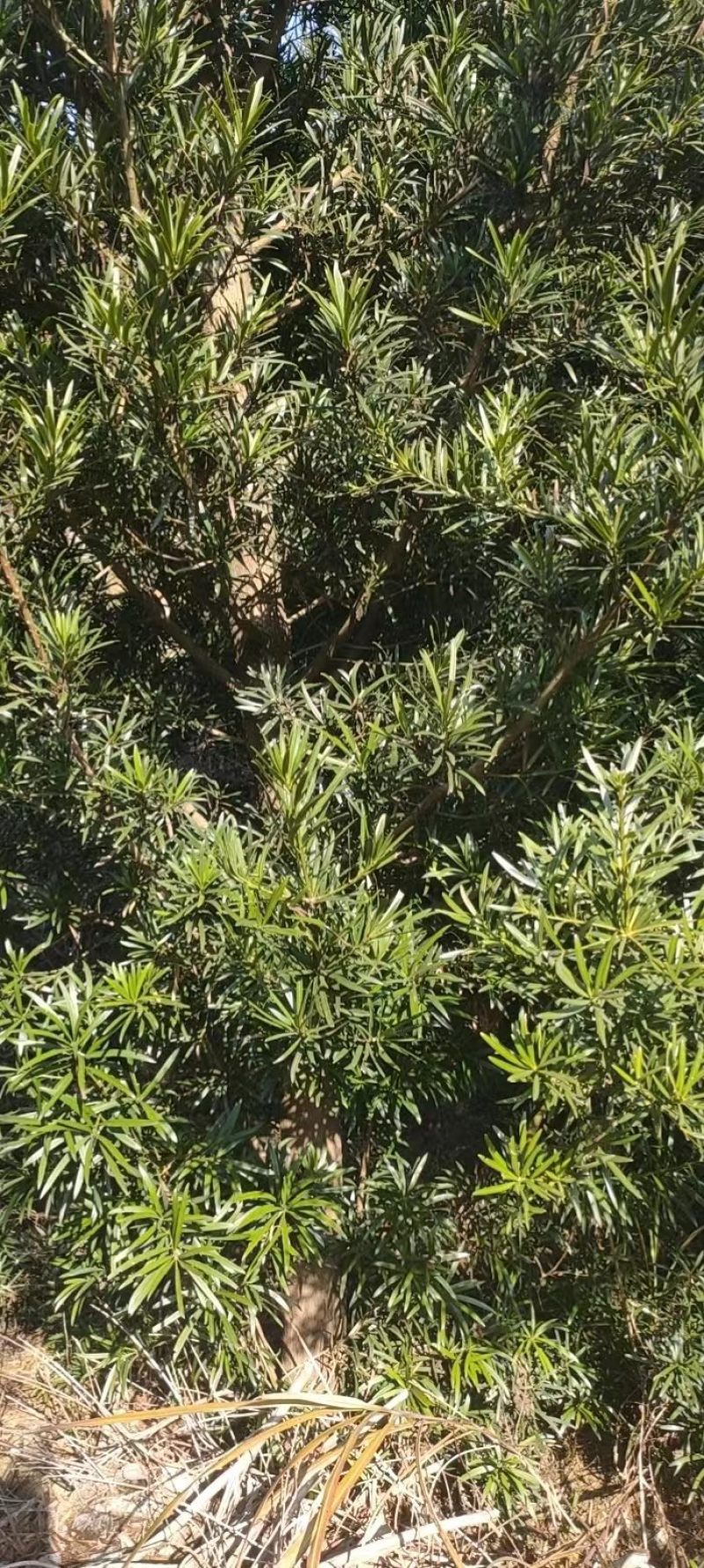 湖南永州罗汉松各种规格齐全量大批发产地直发
