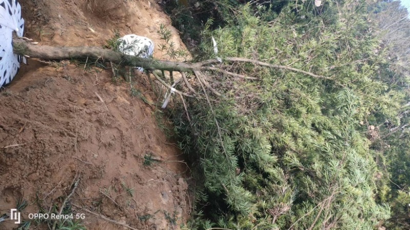 湖南永州罗汉松各种规格齐全量大批发产地直发