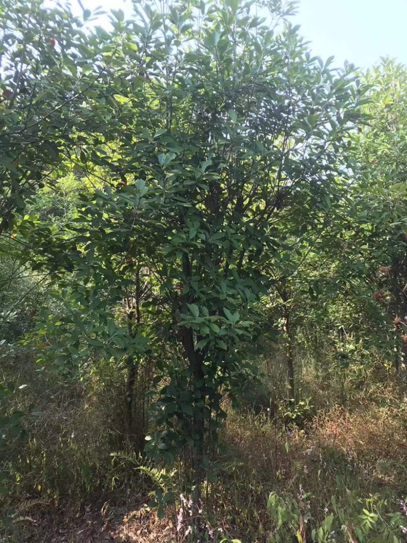 湖南永州罗汉松各种规格齐全量大批发产地直发