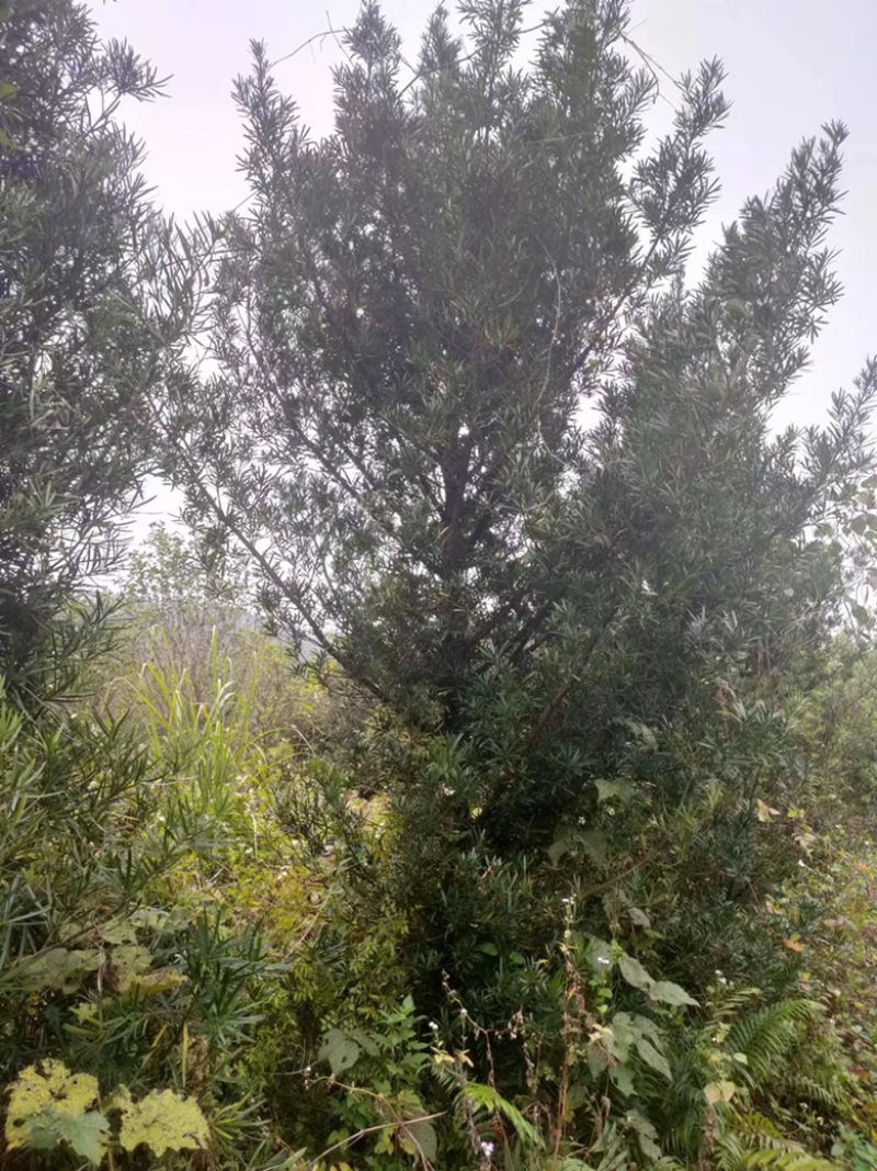 湖南永州罗汉松各种规格齐全量大批发产地直发