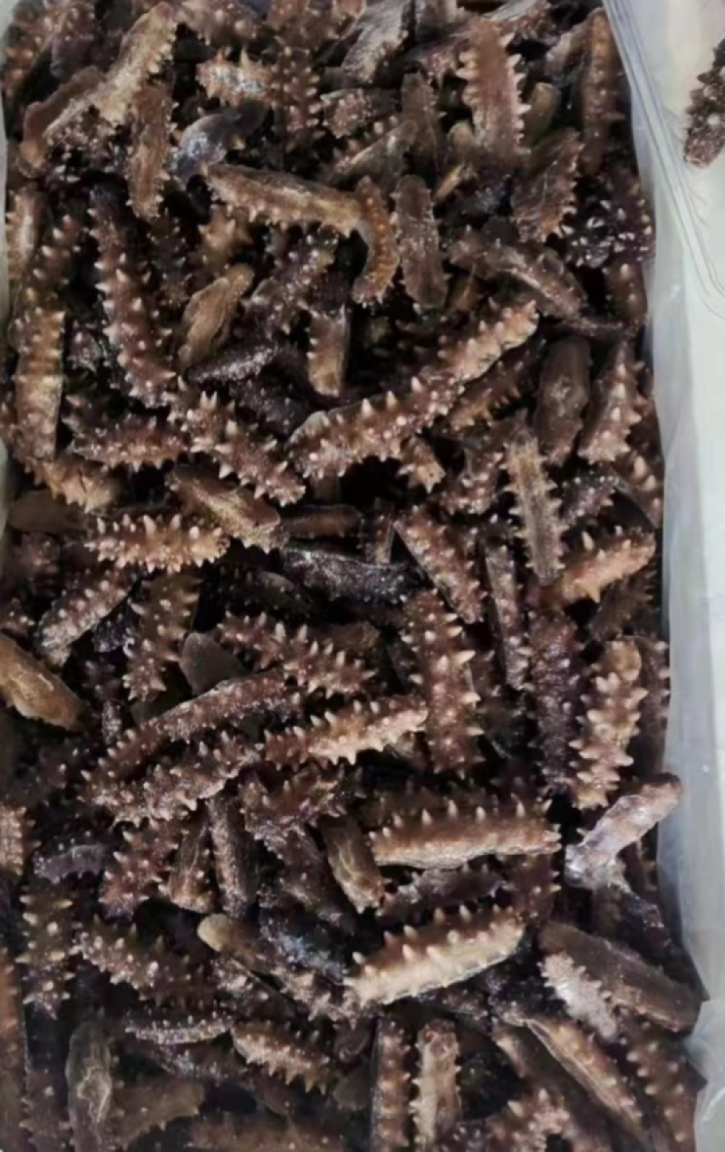 优质即食海参无冰一袋500g刺参辽参工厂批发
