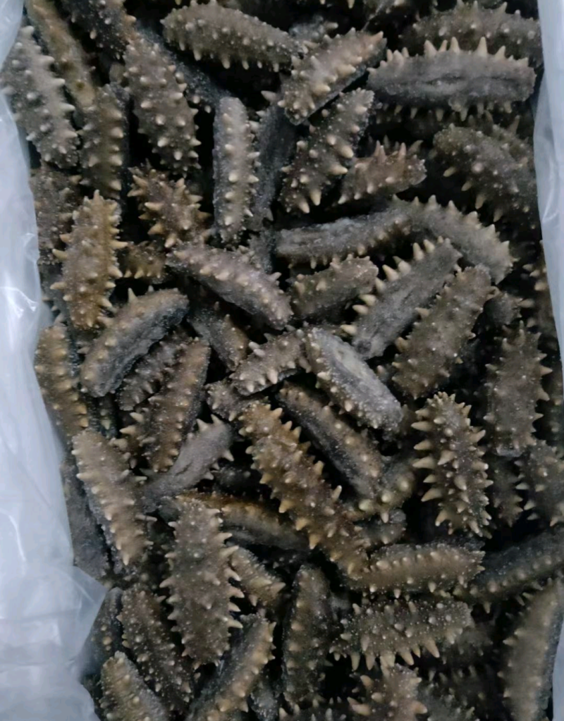 优质即食海参无冰一袋500g刺参辽参工厂批发