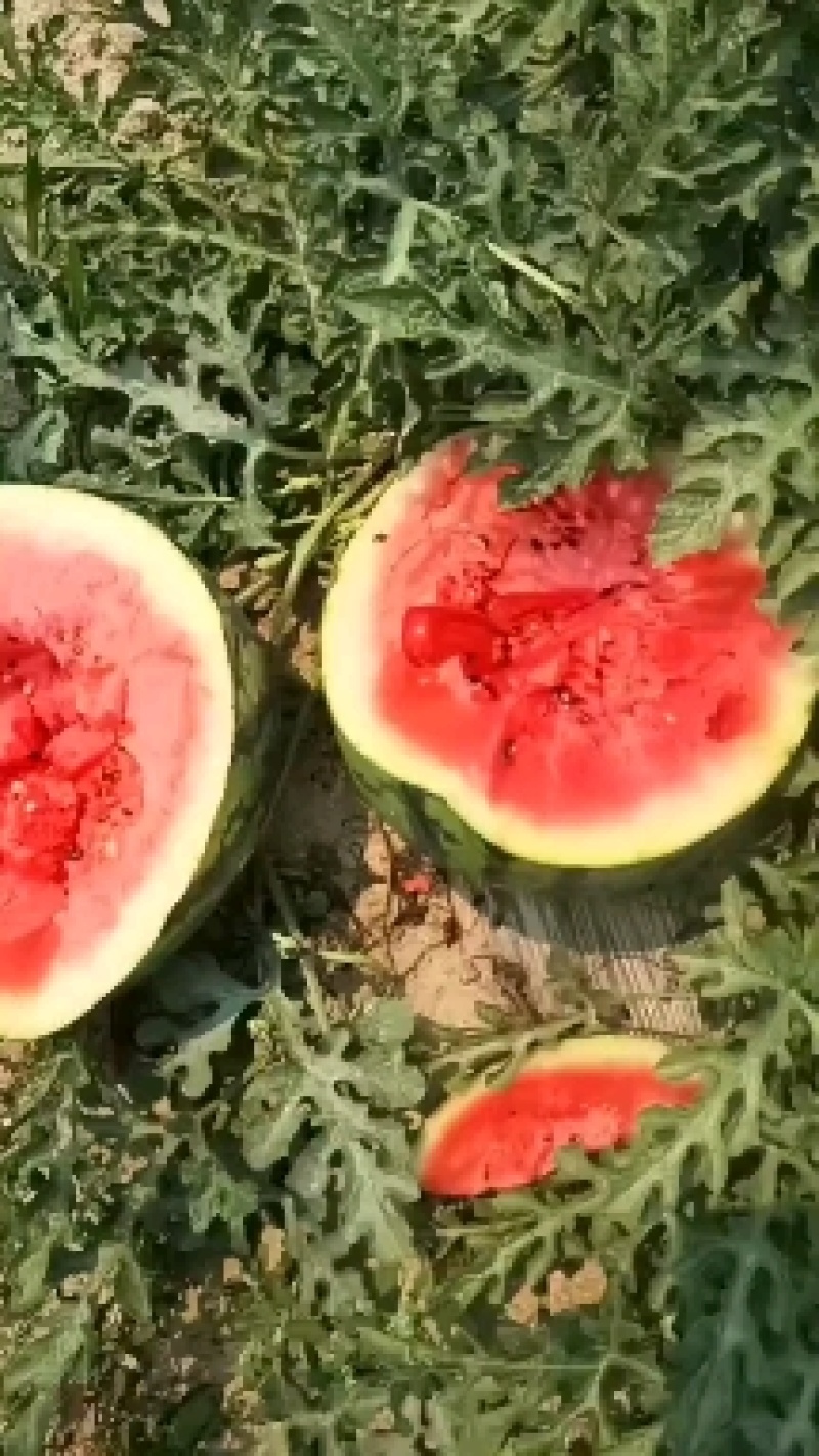 甜王