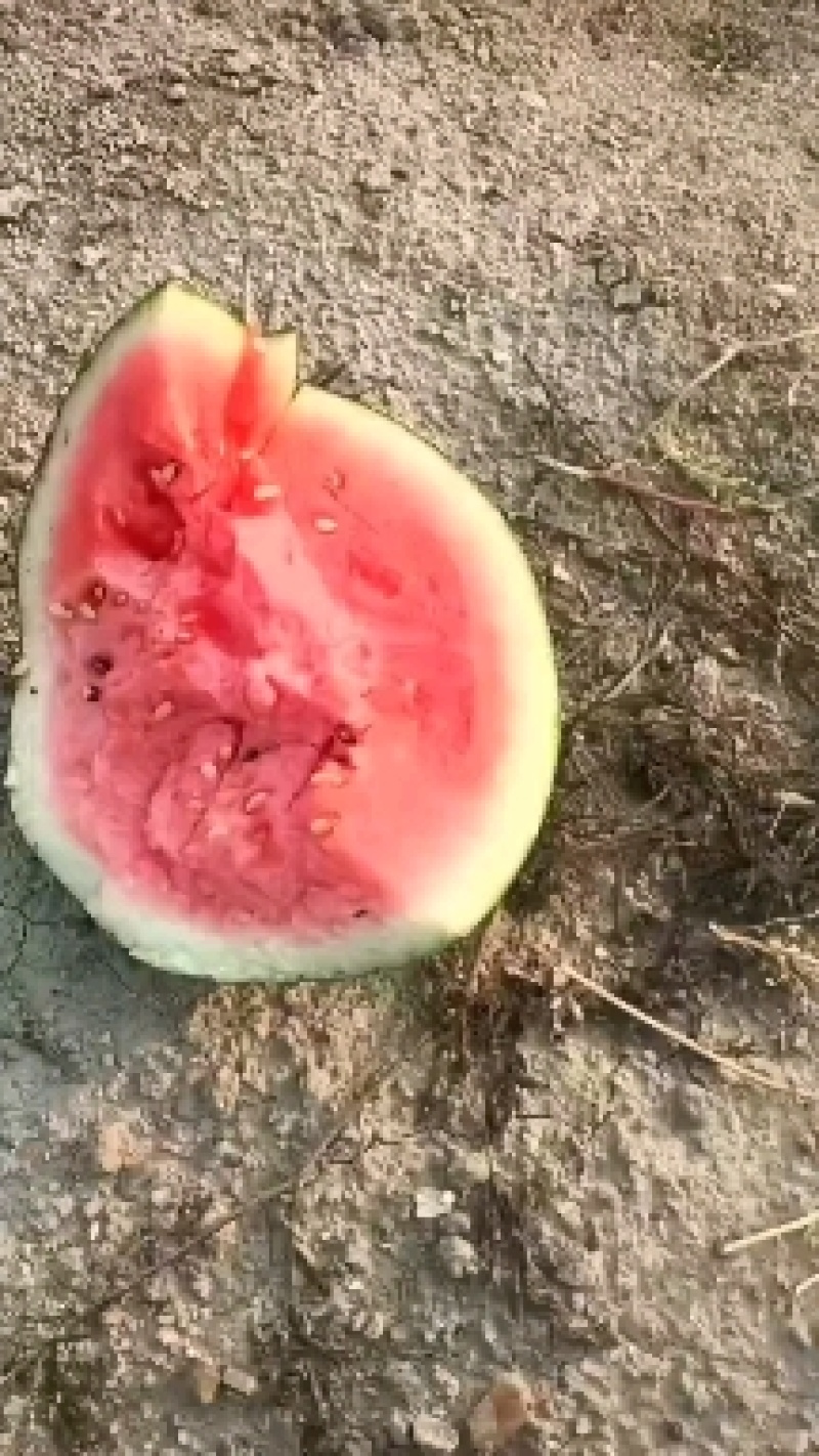 甜王