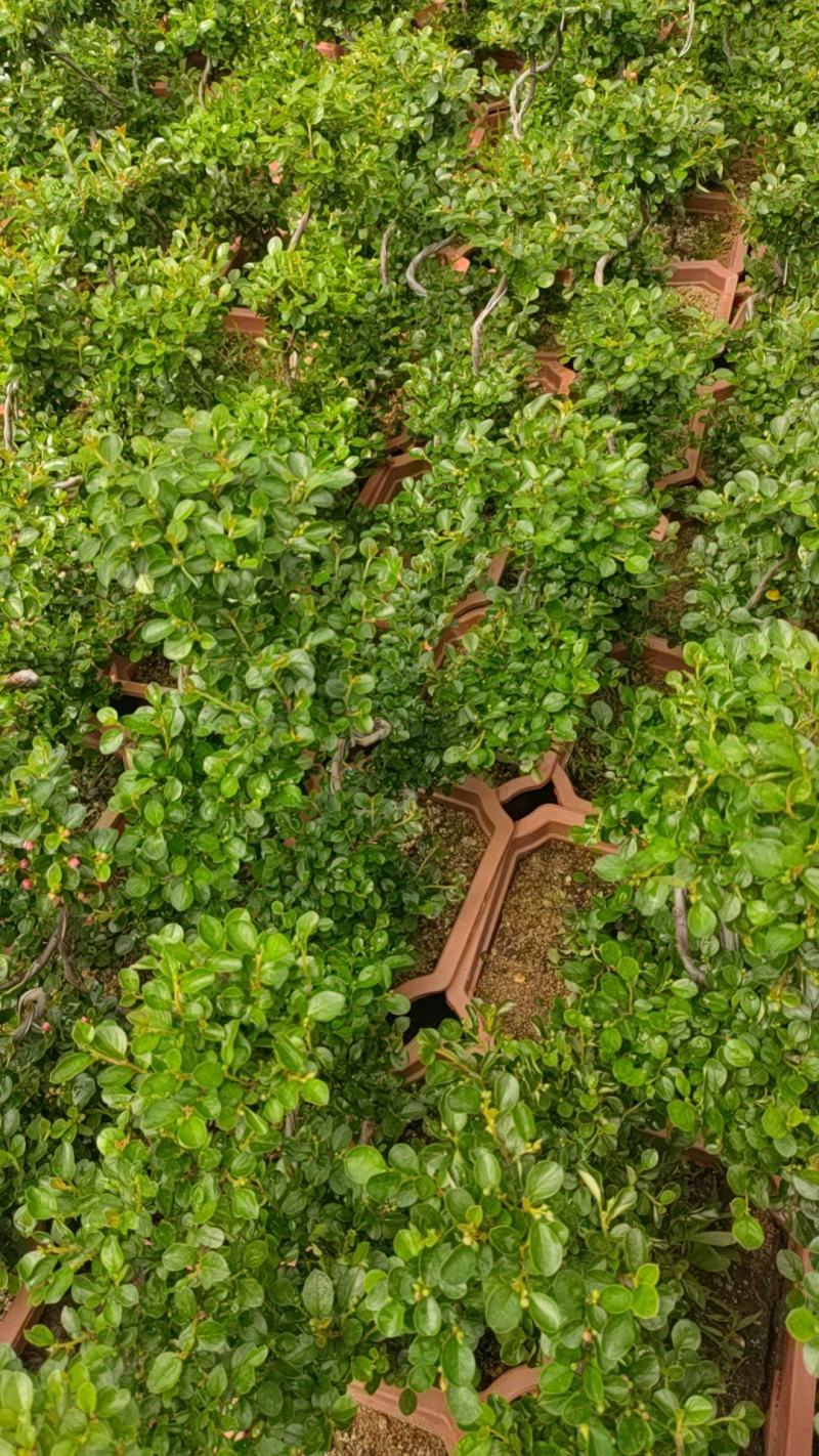 S珍珠梅盆景花卉珍珠梅平枝栒子盆栽花带花盆景植物