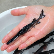 鸭嘴鱼苗鸭嘴鲟幼苗淡水养殖观赏食用鱼匙吻鲟鱼苗