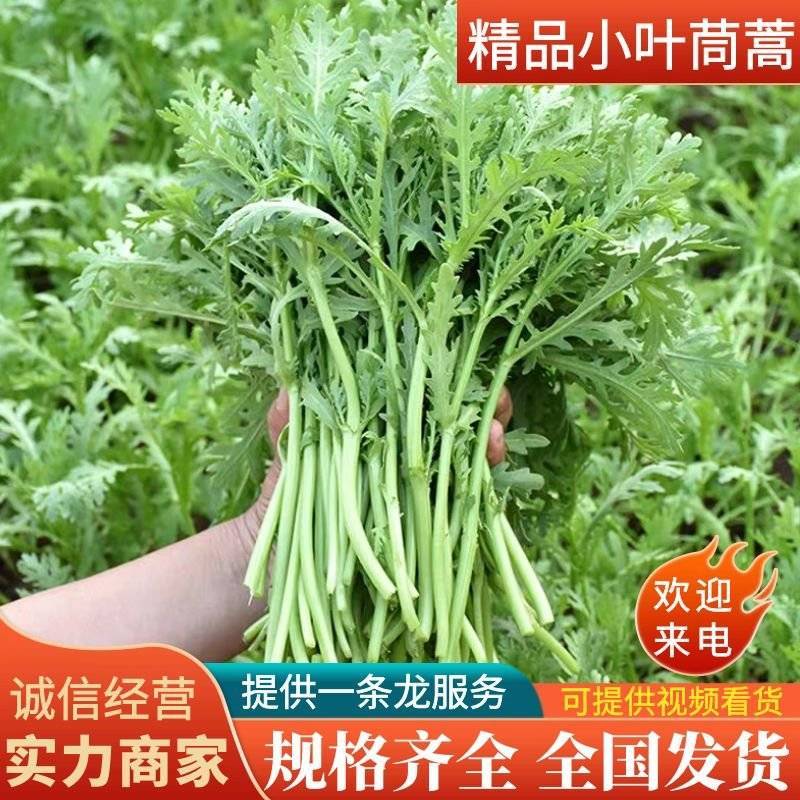 【推荐】青海精品小叶茼蒿大量上市产地直发全国发货