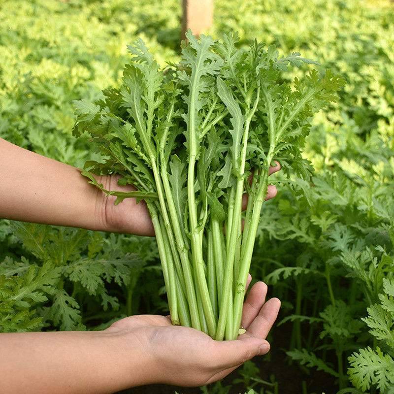 【推荐】青海精品小叶茼蒿大量上市产地直发全国发货