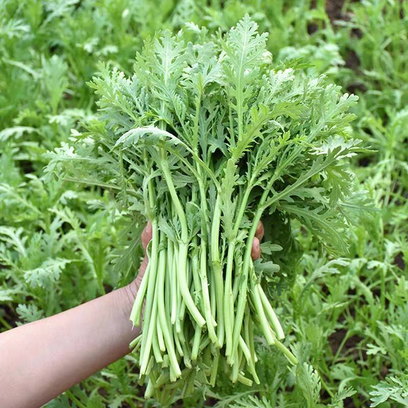 【推荐】青海精品小叶茼蒿大量上市产地直发全国发货