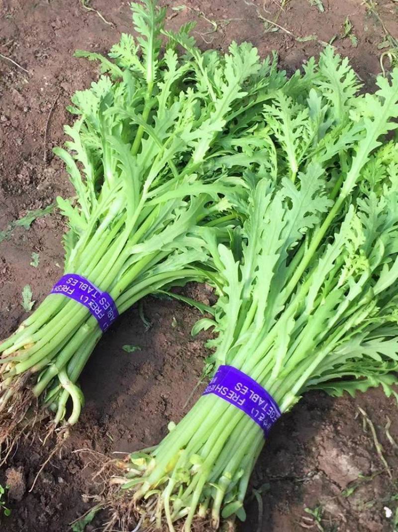 【推荐】青海精品小叶茼蒿大量上市产地直发全国发货