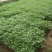 【推荐】青海精品小叶茼蒿大量上市产地直发全国发货