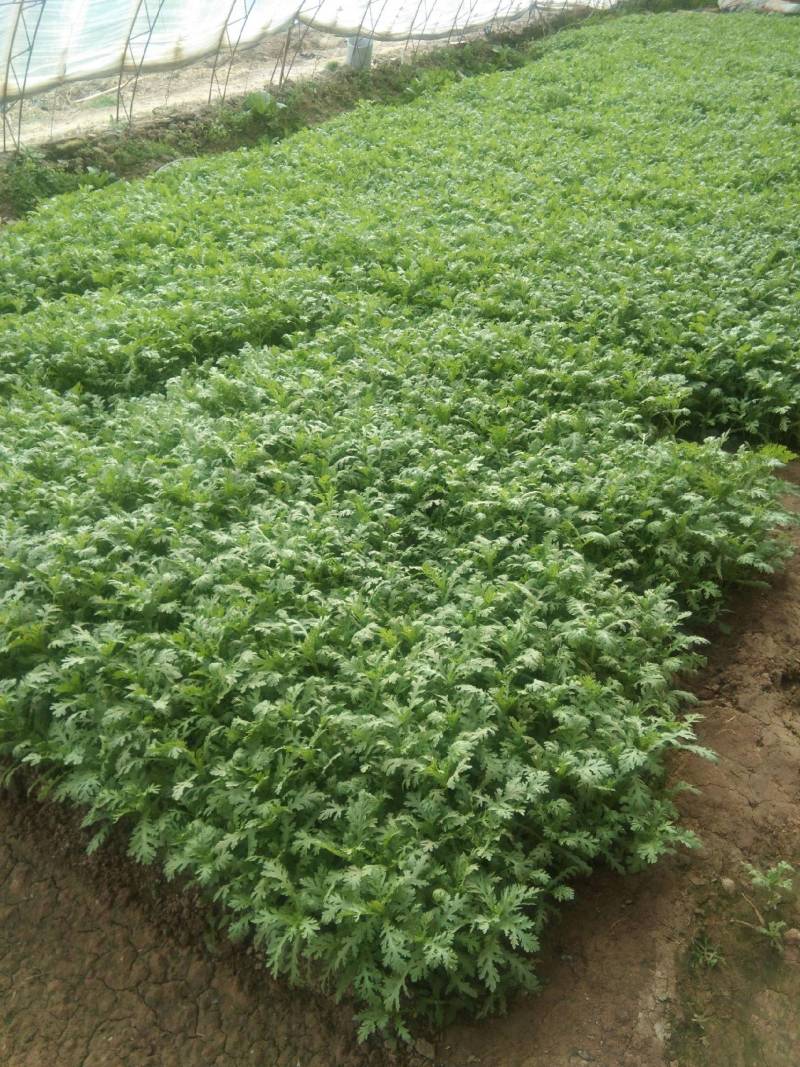 【推荐】青海精品小叶茼蒿大量上市产地直发全国发货