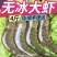 新鲜超大鲜活基围虾一件4斤青岛大虾【顺丰包邮】