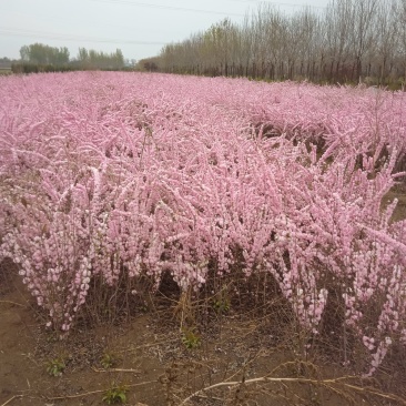 红花麦李