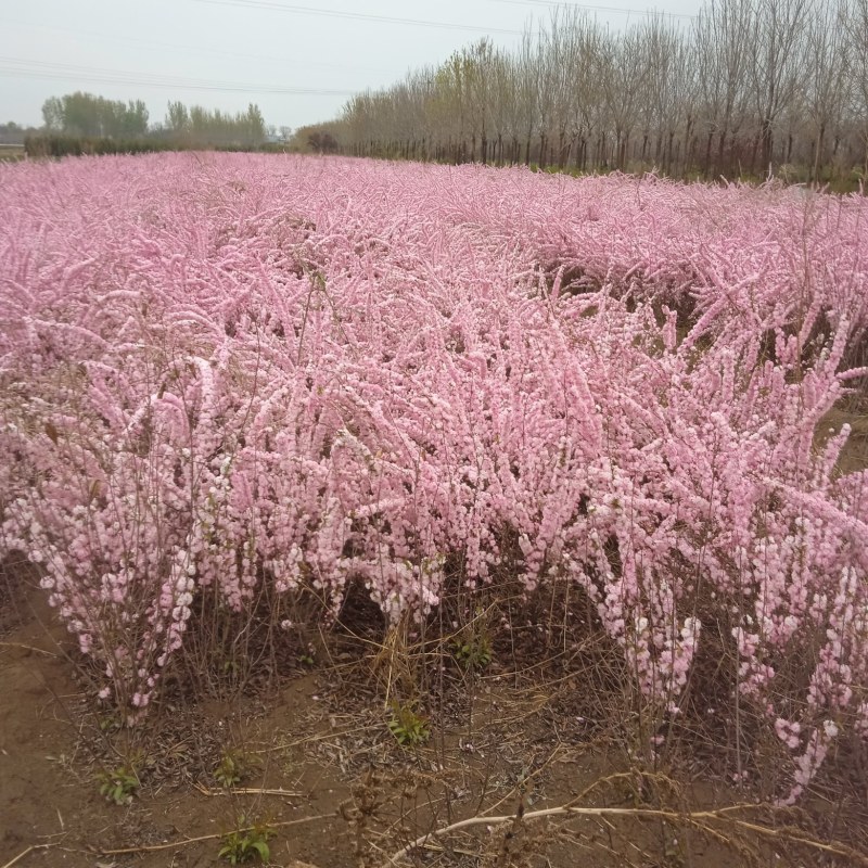 红花麦李