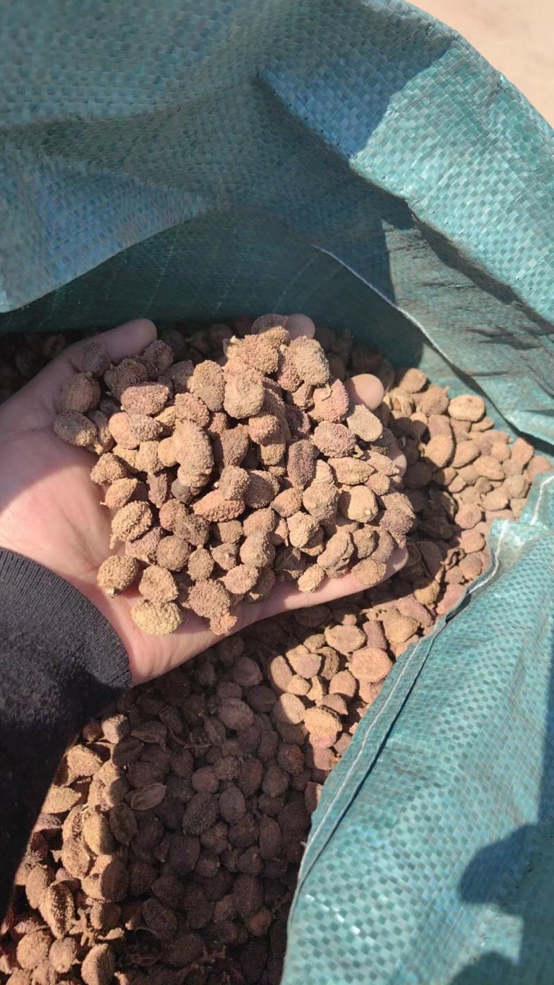 砂仁中药包邮正宗无硫阳春砂仁毛砂仁沙仁煲汤泡水养新货颜色