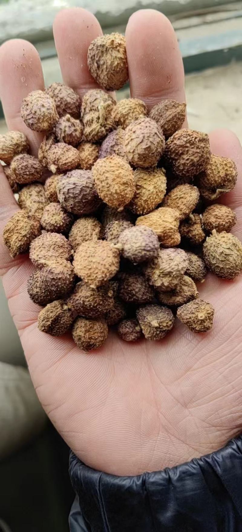 砂仁中药包邮正宗无硫阳春砂仁毛砂仁沙仁煲汤泡水养新货颜色